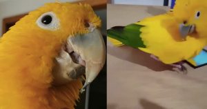 Happy Yellow Bird Starts His Day Off Dancing To The Beach Boys _ everything inspirational