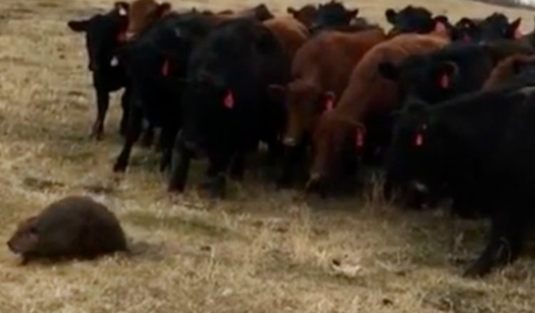 Brave Beaver Herds Over 150 Curious Cows Across Ranch_ everything inspirational