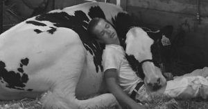 Boy Napping With His Cow Wins The Internets Heart _ everything inspirational