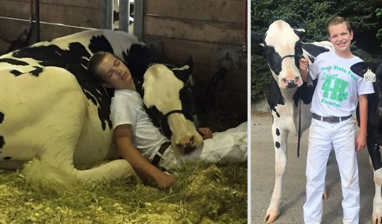 Boy Napping With His Cow Wins The Internets Heart _ everything inspirational