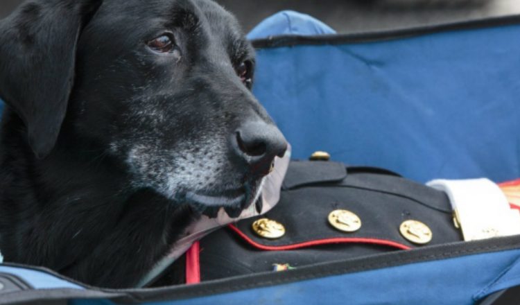 Military Dog is Given a Very Emotional Hero's Goodbye_ everything inspirational