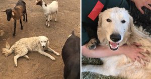 When California Fires Threatened Their Goats Loyal Dog Refused To Leave _ everything inspirational