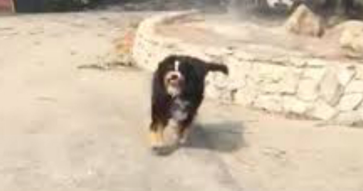 Dog Found Alive After Enduring Raging California Fires_ everything inspirational 
