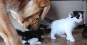 Dog Rescues Abandoned Kittens Left to Fend for Themselves_ everything inspirational