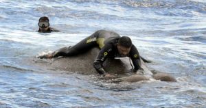 Elephant Found Swimming for It's Life in the Ocean Is Saved_ everything inspirational