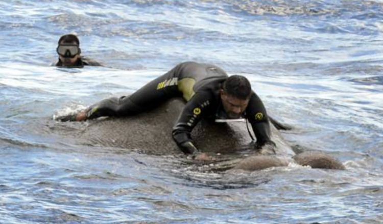 Elephant Found Swimming for It's Life in the Ocean Is Saved_ everything inspirational