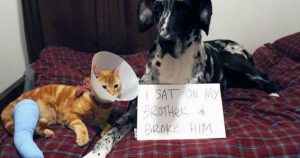 10 Times Naughty Pets Were Caught In A Hilarious Moment_ everything inspirational