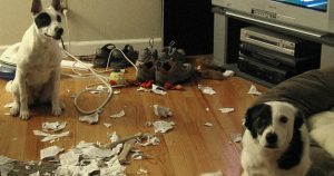 10 Times Naughty Pets Were Caught In A Hilarious Moment_ everything inspirational