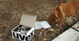 Dog Rescues Abandoned Kittens Left to Fend for Themselves_ everything inspirational