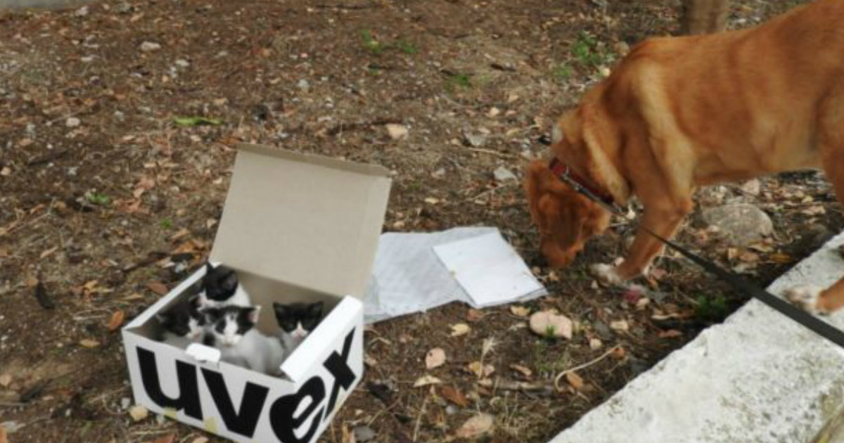 Dog Rescued Abandoned Kittens Left to Fend for Themselves_ everything inspirational