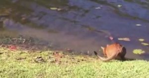 Sneeze Startles Cat Into The Water With A Hilarious Response_ everything inspirational