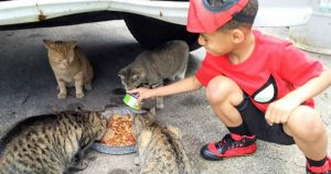 Boy Saves Homeless Cats While Dressed As A Super Hero_ everything inspirational